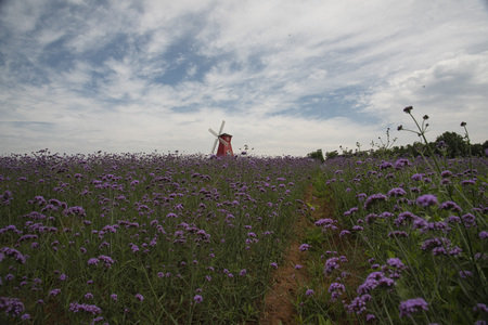 Lavender farm sceneryの写真素材