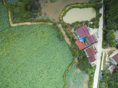 Rural lotus pondの写真素材
