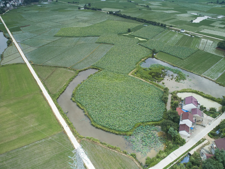 Rural lotus pondの写真素材