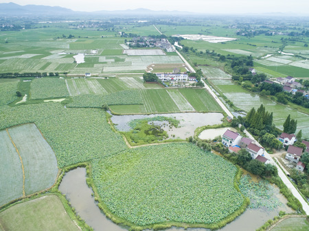 Rural lotus pondのeditorial素材