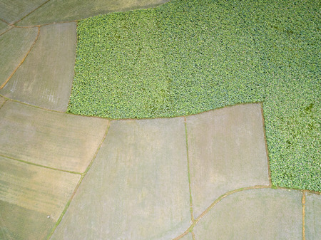 Rural lotus pondの写真素材