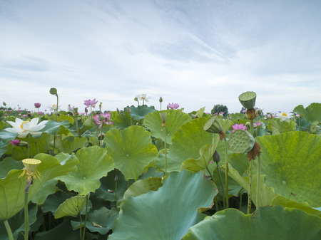 Lotus Flowerの写真素材