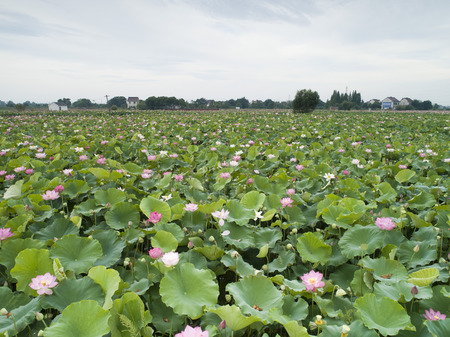 Lotus Flowerのeditorial素材