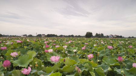 lotus pond Flower lotusのeditorial素材