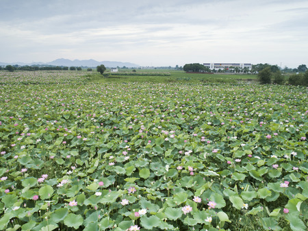 lotus pondのeditorial素材