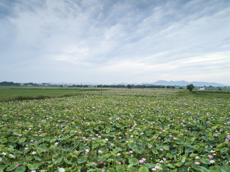 lotus pondの写真素材