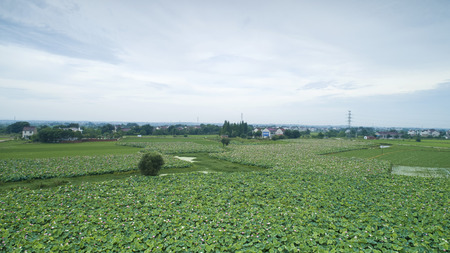 Rural lotus pondのeditorial素材