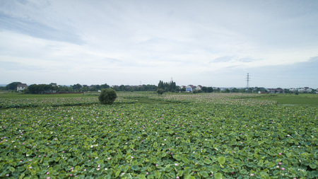Rural lotus pondのeditorial素材