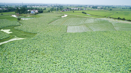 Rural lotus pondのeditorial素材