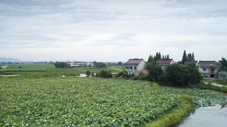 Rural lotus pondのeditorial素材