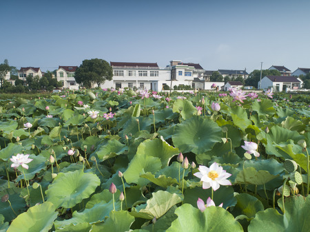 Rural lotus pondの写真素材