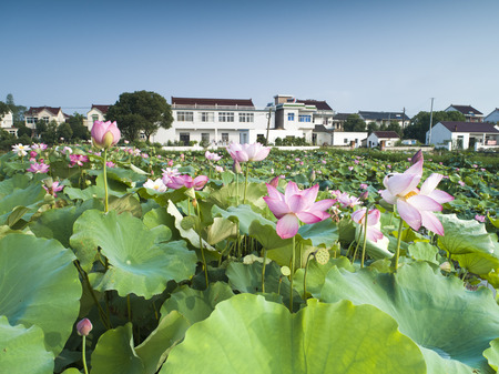 Rural lotus pondの写真素材