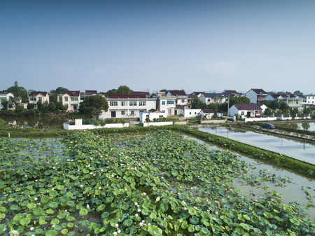 Rural lotus pondの写真素材