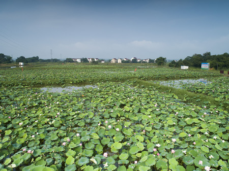 Lotus Flowerのeditorial素材