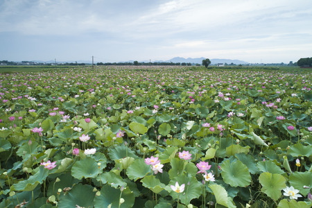Lotus Flowerの写真素材