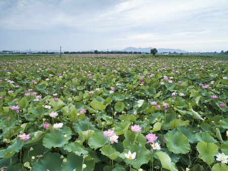 Lotus Flowerの写真素材