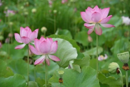 Beautiful lotusの写真素材