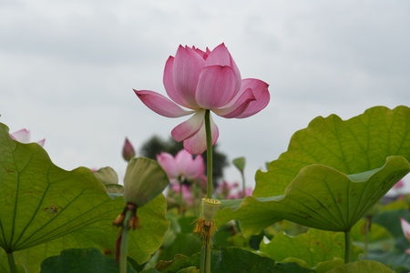 Beautiful lotusの写真素材