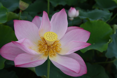 Beautiful lotusの写真素材