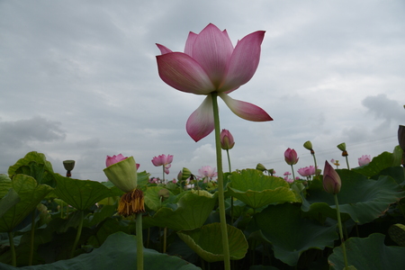 Beautiful lotusの写真素材