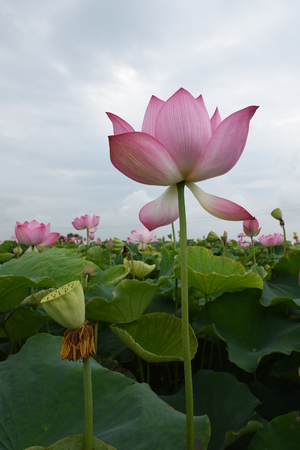 Beautiful lotusの写真素材