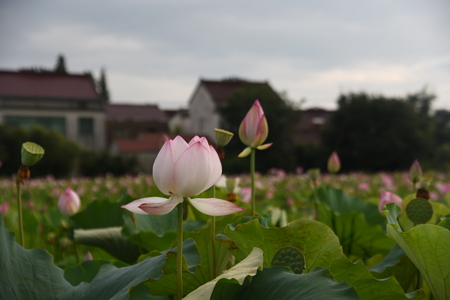 Beautiful lotusの写真素材