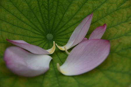 Lotus petalsの写真素材