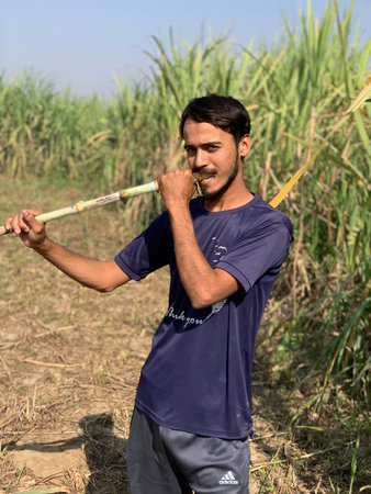 A young man with a beard stands in a sugarcane field, holding a stalk of sugarcane. He is wearing a...