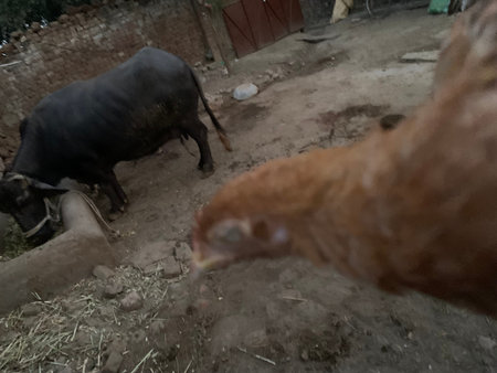 A domestic buffalo eats from a trough while a chicken peeks into the frame in a rustic farmyard...