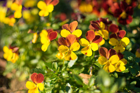 Pansy