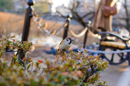 Sparrowの写真素材