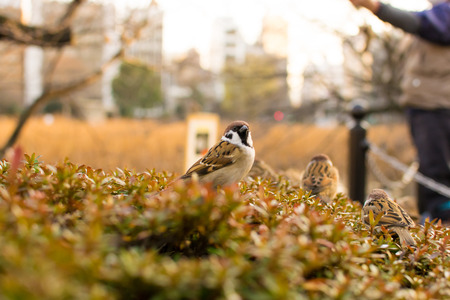 Sparrowの写真素材
