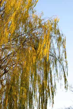 Willowの写真素材