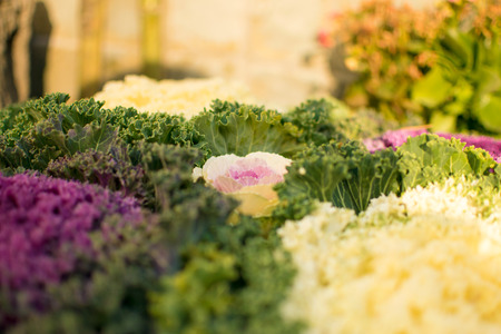 Flowering cabbage
