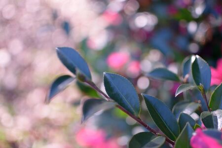 Leavesの写真素材