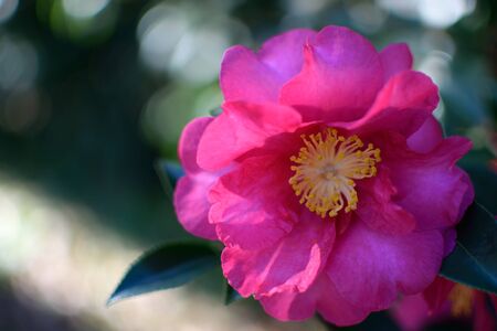 Camelliaの写真素材