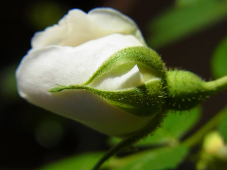 Roseの写真素材