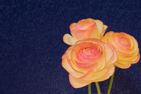 Buttercupの写真素材