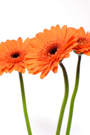Gerbera daisyの写真素材