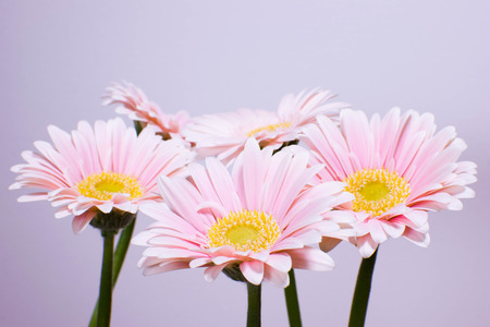 Gerbera daisyの写真素材