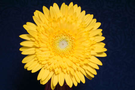 Gerbera daisyの写真素材