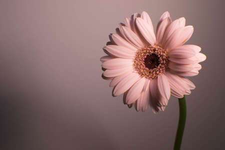 Gerbera daisyの写真素材