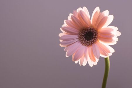 Gerbera daisyの写真素材