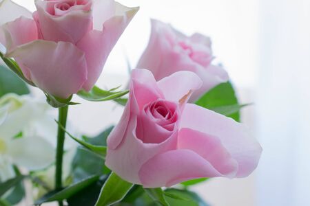 Roséの写真素材