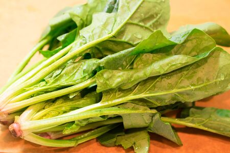 Spinaciaの写真素材