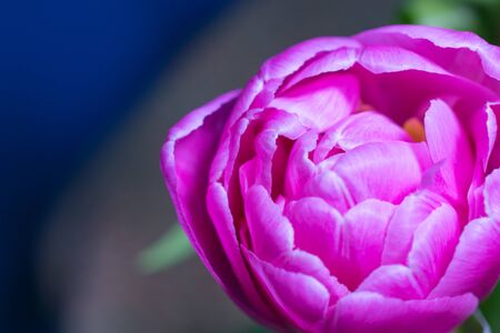 Beautiful tulip on blue background