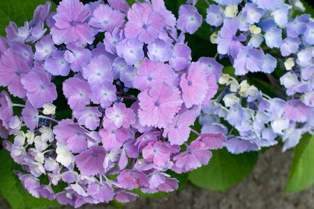 Hydrangea