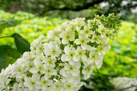 Hydrangea