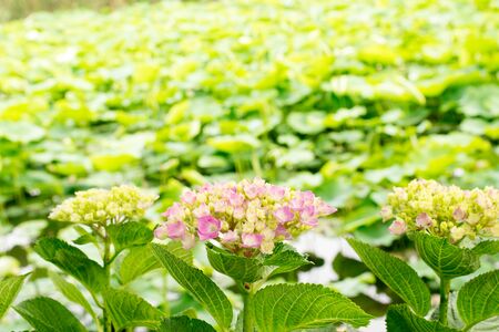 Hydrangeaの写真素材