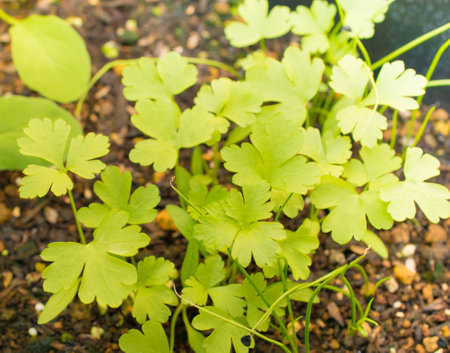 Italian parsley that grows outdoors under the blessings of the sun